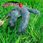 洞庭湖万亩外湖放养甲鱼 中华鳖 团鱼 野生放养 可批（包活送达）