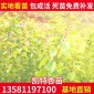 0.8公分胸径凯特杏苗** 基地凯特杏苗 果树嫁接杏苗