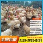 湖南孵化基地批发三黄土鸡苗湖南土鸡全国包邮活禽批发