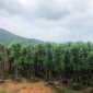 多杆香樟树 多杆香樟树价格 万景苗木香樟树